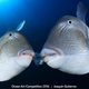 Illustration for article titled The Best Underwater Photographs of 2016 Are Out of This World